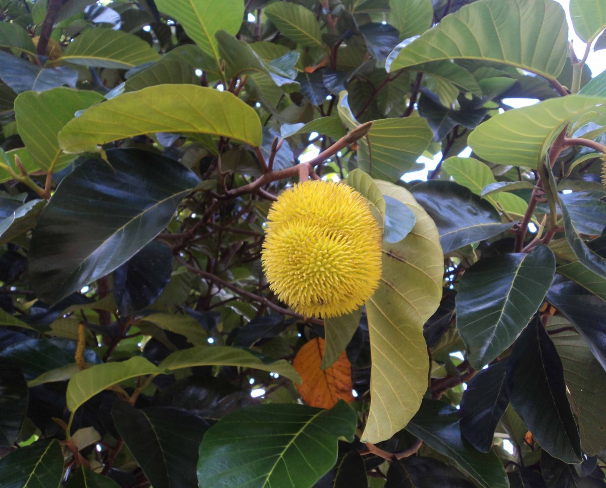 Artocarpus hirsutus Lam.